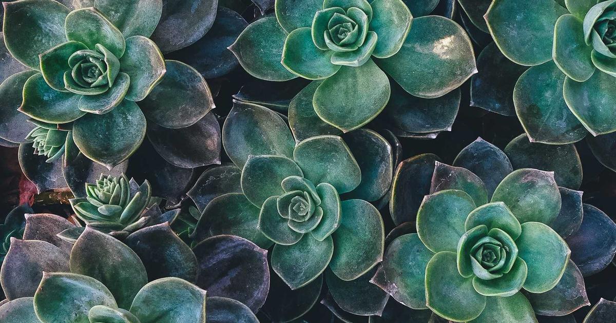 On-Demand Cannabis Delivery: What Edibles Fans Need to Know Before Ordering